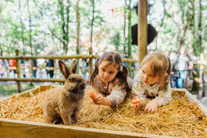 Children pet a rabbit in Cwtch Corner