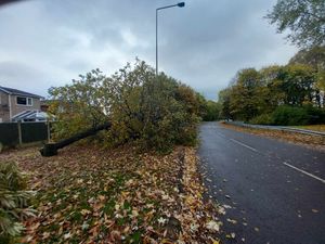 Supporting image for story: Tree illegally cut down in Telford damaged lamppost