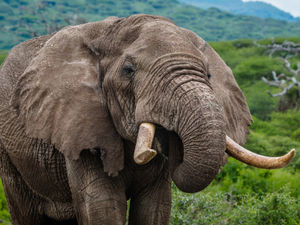 Supporting image for story: Peter Rhodes on heating, hunting and the perils of trying to do good