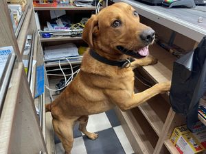 Cooper makes a discovery. Photo: Staffordshire County Council