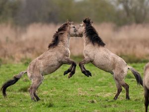 Supporting image for story: Stallions engage in horse play during nature reserve sparring