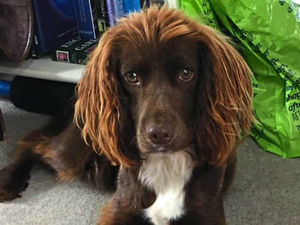 Supporting image for story: Reward offered by devastated owners after Coco the dog is stolen from Newport