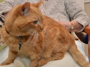 Supporting image for story: New appeal to help fund Shrewsbury cat retirement village