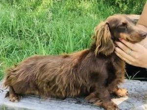 Supporting image for story: Plea for return of dogs stolen from caravan at Shropshire smallholding in dead of night