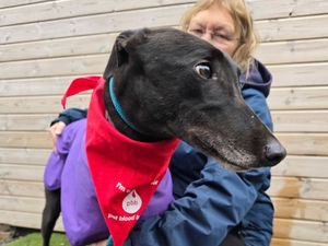 Supporting image for story: Wombourne retired greyhounds step up for dogs in need and raise enough to save 32 pets' surgeries