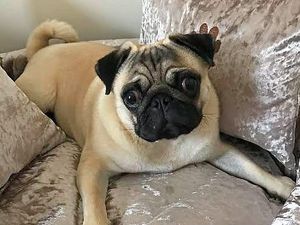 Supporting image for story: Herbie’s home! Stolen pedigree pug is reunited with his owners