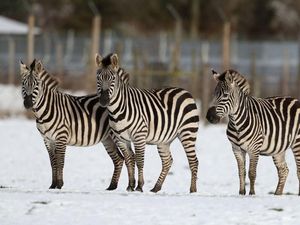 Supporting image for story: There is a new theory on why zebras have black and white stripes