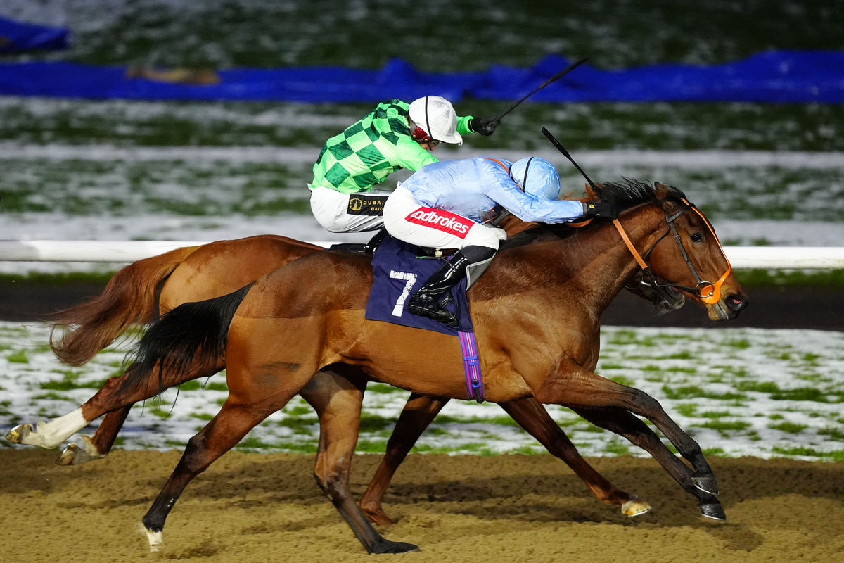 9 pictures capture foxes and horses in the snow at Wolverhampton race course