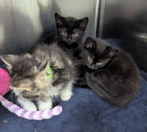 The kittens which were found abandoned in a lay by in the West Midlands
