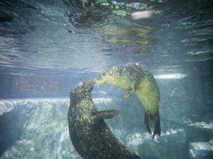 Supporting image for story: Birmingham Sea Life Centre celebrating success of foster seal stay
