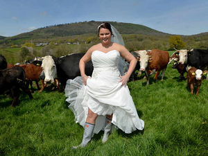 Supporting image for story: Video and pictures: Something old, something moo at Shropshire farm weddings