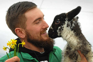 Supporting image for story: Penkridge farm welcomes first lambs