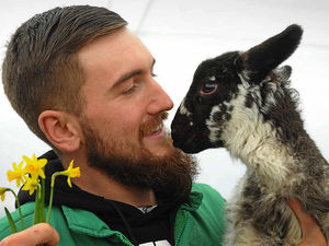 Supporting image for story: Penkridge farm welcomes first lambs