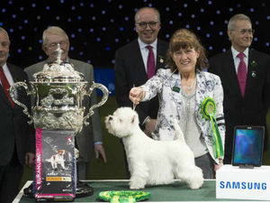 Supporting image for story: Crufts 2017: Watch the final day LIVE