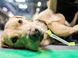 Supporting image for story: Insomnia65 announces charity partners ahead of Birmingham event