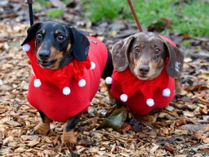 Supporting image for story: Shropshire's Christmas Dachshund Extravaganza raises more than £7,000 for dog charities