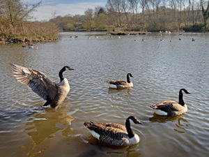 Supporting image for story: More bird flu cases discovered at Birmingham beauty spots as strain spreads further