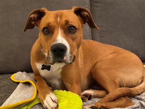 Supporting image for story: Percy finds his forever home with Vicky after waiting more than a year