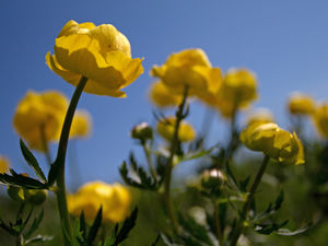 Supporting image for story: Shropshire based charity The Field Studies Council welcomes Lords’ vote to prevent biodiversity loss through development