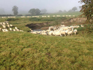 Supporting image for story: Awful prices have marred success of the harvest