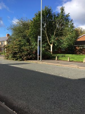 The fallen tree in Stow Heath Lane