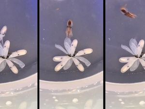 Supporting image for story: This clip of a baby octopus hatching is the most mesmerising video you’ll see today