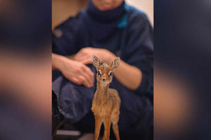 Supporting image for story: Tiny deer bottle fed by staff at Chester Zoo