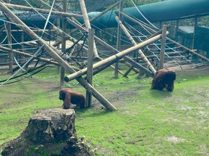 Supporting image for story: Dudley Zoo orangutans enjoy brand new £500,000 enclosure 