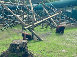 Supporting image for story: Dudley Zoo orangutans enjoy brand new £500,000 enclosure 
