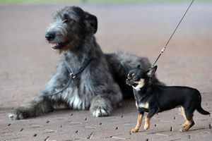 Little and large: Hemi, an Irish Wolfhound from Halesowen, is pictured with Ebony, a smooth haired Chihuahua from Walsall