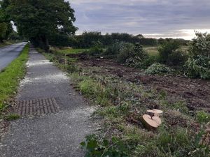 Supporting image for story: Residents’ fury after dozens of trees were felled