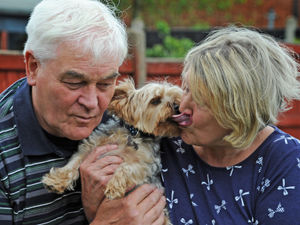 Supporting image for story: Oscar the 'fare-dodger' dog back with his family after boarding bus through Black Country