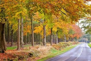Supporting image for story: Cannock Chase to host weekly volunteer-led parkruns