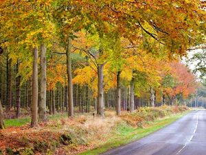 Supporting image for story: Cannock Chase to host weekly volunteer-led parkruns