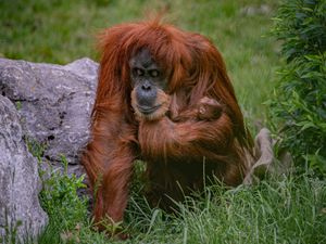 Supporting image for story: Birth of critically endangered orangutan baby ‘special moment’ for Chester Zoo