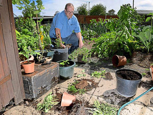 Supporting image for story: Market Drayton community garden trashed by vandals