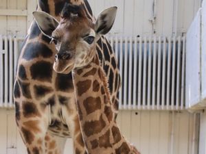 Supporting image for story: Name needed as new baby giraffe born at Dudley Zoo
