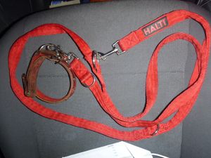 The dog's distinctive red lead