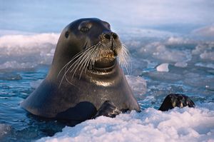 Bearded Seal Swimming next to ice floe in Arctic Waters (Erignathus barbatus), Svalbard, Norway. So named because of their long whiskers.