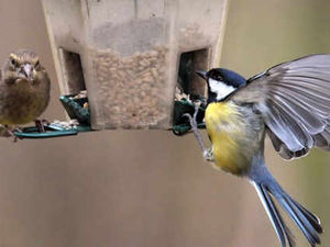 Supporting image for story: Bird's eye view as feathered friends fly in