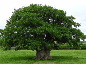 Supporting image for story: Planned Newtown bypass 'bent' to save ancient oak tree
