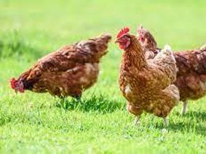 Supporting image for story: Birds to be culled after flu case found in Staffordshire village 