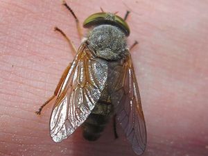 Supporting image for story: Peter Rhodes on the joy of gin, hypocrisy over Windrush and a great summer for horse flies