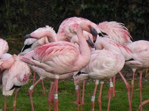 Supporting image for story: Plumage colour determines which flamingos stay in the pink – study
