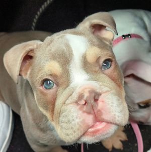 A fundraising campaign is being launched to save Cooper the dog