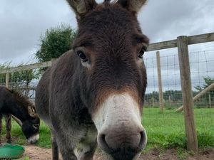 Supporting image for story: More 'pain and suffering' for closing animal sanctuary as miniature donkey put to sleep