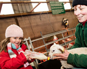 New Life at the Farm