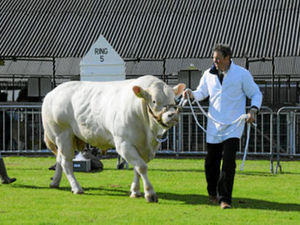Supporting image for story: Farming Talk: Record levels of entries for County Show