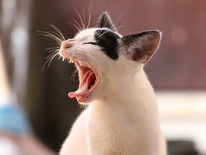 Supporting image for story: Andy Richardson: Beware of those devilish cats when going about your day