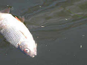 Supporting image for story: Eight miles of pollution on canals